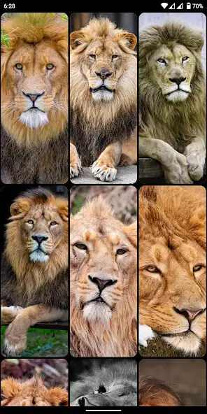 Play Lion Wallpapers 4K Backgrounds as an online game Lion Wallpapers 4K Backgrounds with UptoPlay