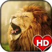 Free play online Lion Wallpapers and Backgrounds APK