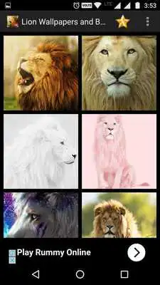 Play Lion Wallpapers and Backgrounds