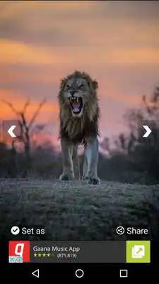 Play Lion Wallpapers and Backgrounds