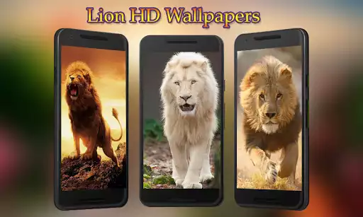 Play Lion Wallpapers HD  and enjoy Lion Wallpapers HD with UptoPlay