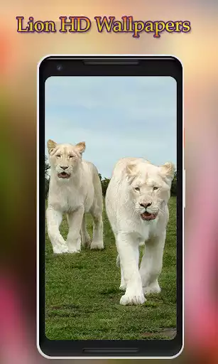 Play Lion Wallpapers HD as an online game Lion Wallpapers HD with UptoPlay