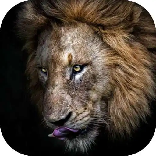 Play Lion Wallpaper, Sher Ka Photo APK