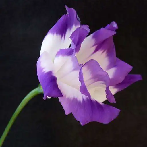 Play Lisianthus Wallpapers APK