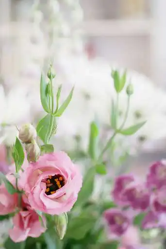 Play Lisianthus Wallpapers and enjoy Lisianthus Wallpapers with UptoPlay Play Lisianthus Wallpapers and enjoy Lisianthus Wallpapers with UptoPlay