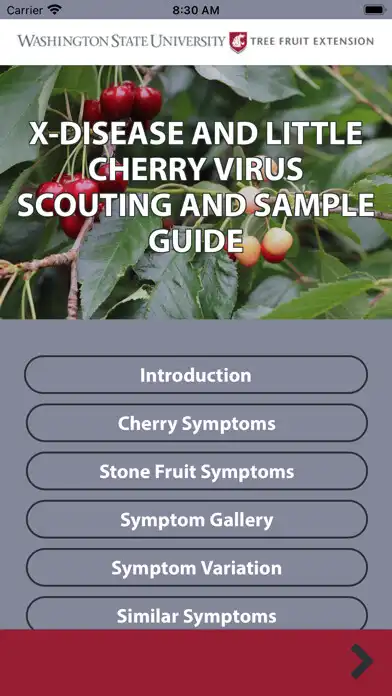 Play Little Cherry Scouting Guide  and enjoy Little Cherry Scouting Guide with UptoPlay