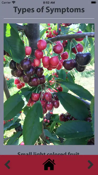 Play Little Cherry Scouting Guide as an online game Little Cherry Scouting Guide with UptoPlay