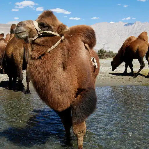 Play Little Info About The Bactrian Camel APK Play Little Info About The Bactrian Camel APK