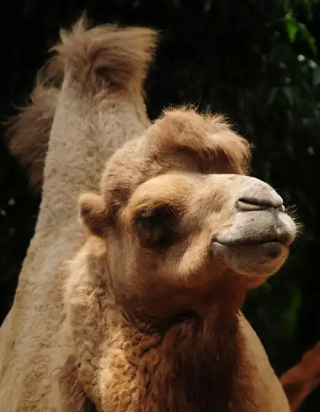 Play Little Info About The Bactrian Camel  and enjoy Little Info About The Bactrian Camel with UptoPlay