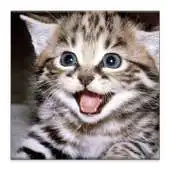 Free play online Little kitten to share APK