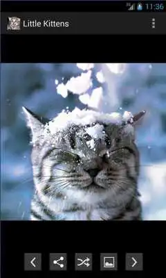 Play Little kitten to share