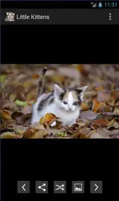 Play Little kitten to share