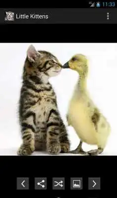 Play Little kitten to share