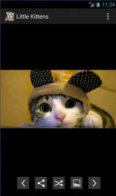 Play Little kitten to share