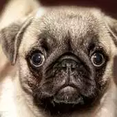 Free play online little puppy wallpaper APK Free play online little puppy wallpaper APK