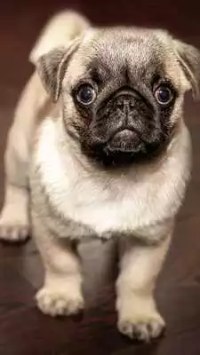 Play little puppy wallpaper