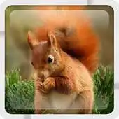 Free play online Little red squirrel LWallpaper APK Free play online Little red squirrel LWallpaper APK
