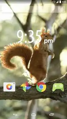 Play Little red squirrel LWallpaper