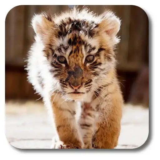 Play Little Tiger Live Wallpaper APK Play Little Tiger Live Wallpaper APK