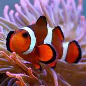 Free play online live clown fish wallpaper APK Free play online live clown fish wallpaper APK