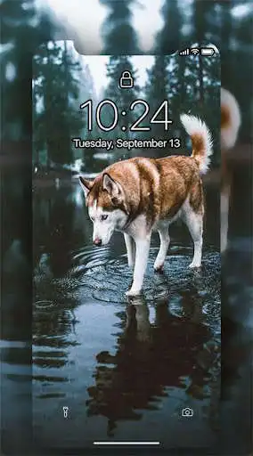 Play Live Dogs  Wallpapers UHD  and enjoy Live Dogs  Wallpapers UHD with UptoPlay