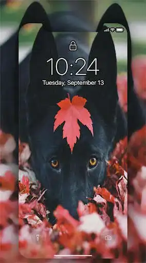 Play Live Dogs  Wallpapers UHD as an online game Live Dogs  Wallpapers UHD with UptoPlay