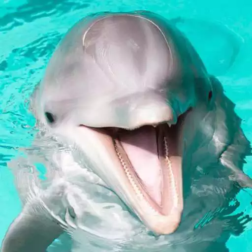 Free play online live dolphin wallpaper APK Free play online live dolphin wallpaper APK
