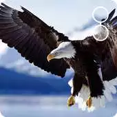 Free play online live eagle wallpaper APK Free play online live eagle wallpaper APK