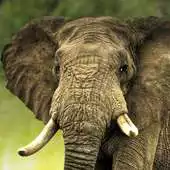 Free play online live elephant wallpaper APK Free play online live elephant wallpaper APK