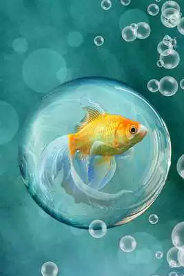 Play Live Fish Wallpaper Play Live Fish Wallpaper