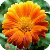 Free play online Live Flower Wallpaper APK Free play online Live Flower Wallpaper APK