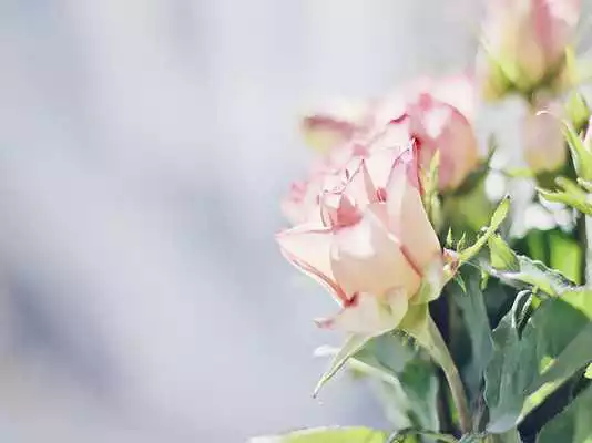 Play Live Flower Wallpaper