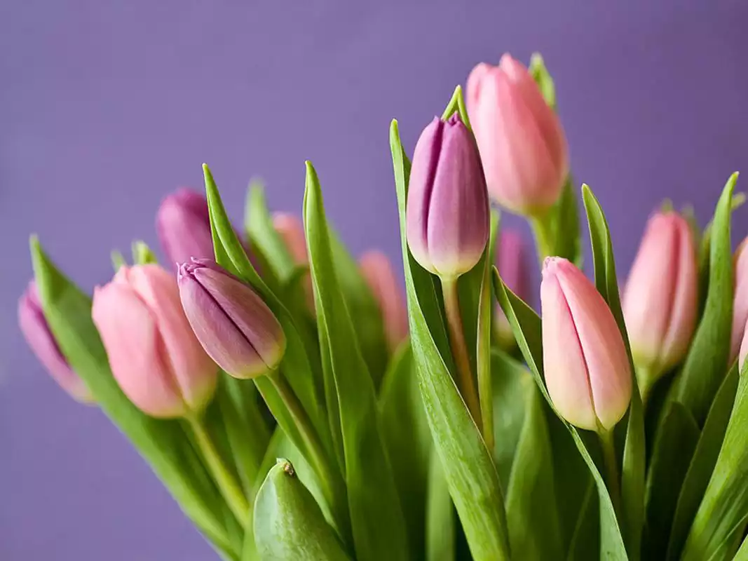 Play Live Flower Wallpaper