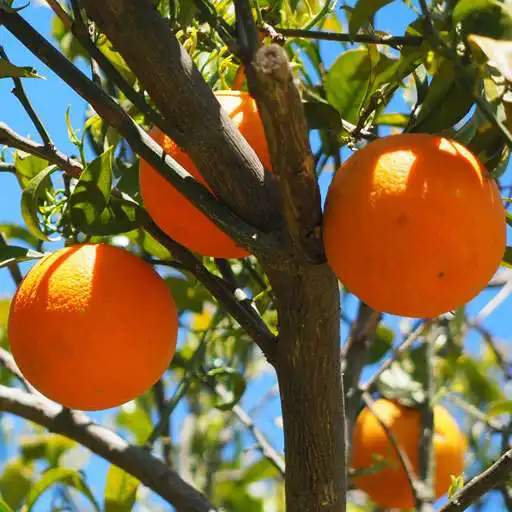 Free play online live fruit wallpapers APK Free play online live fruit wallpapers APK