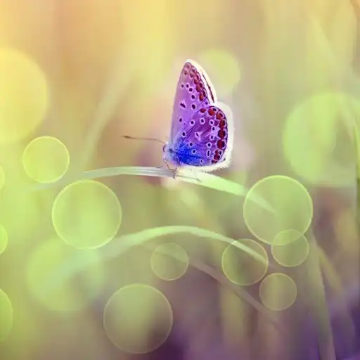 Play Live Joy Coaching APK