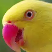 Free play online live parrot wallpaper APK Free play online live parrot wallpaper APK