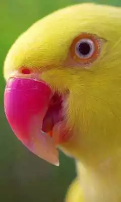 Play live parrot wallpaper