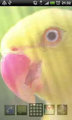 Play live parrot wallpaper