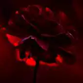 Free play online live red rose wallpaper APK