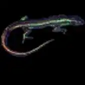 Free play online Live Skink Desktop Wallpaper APK Free play online Live Skink Desktop Wallpaper APK
