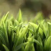 Free play online live wallpaper grass APK