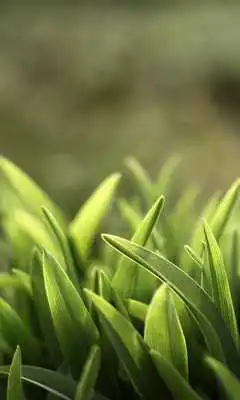 Play live wallpaper grass