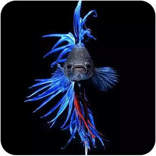 Free play online Live Wallpaper (IOS7, Android)  APK