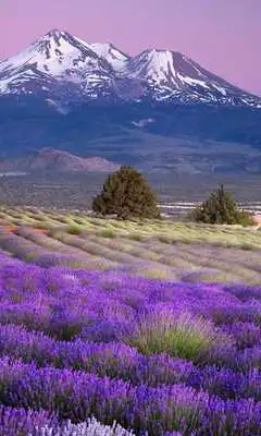 Play live wallpaper lavender