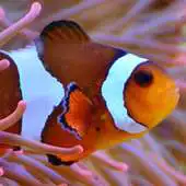Free play online live wallpaper nemo APK Free play online live wallpaper nemo APK