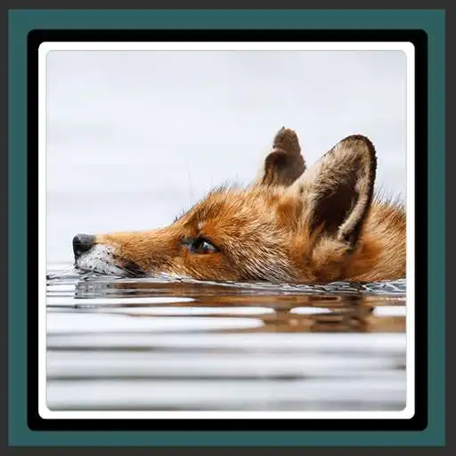 Free play online Live Wallpapers – Foxes  APK