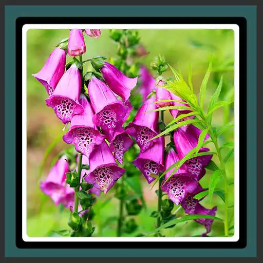 Free play online Live Wallpapers – Foxgloves  APK