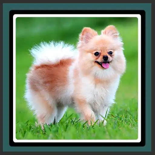 Free play online Live Wallpapers – Pomeranians  APK
