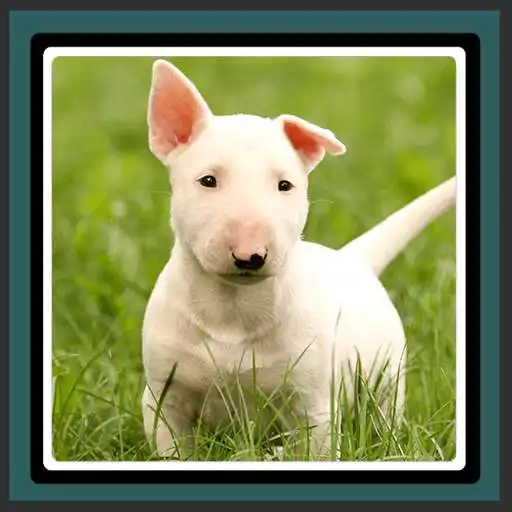 Free play online Live Wallpapers – Puppies  APK