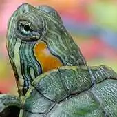 Free play online live wallpapers turtles APK Free play online live wallpapers turtles APK